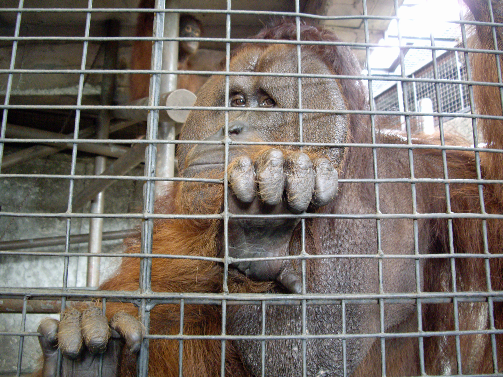 why should animals be kept in zoos